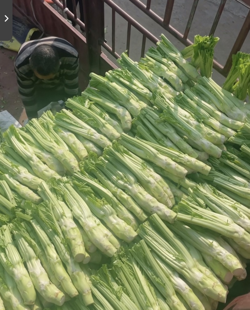 【优选】四川特色棒菜棒棒菜便宜处理欢迎各位老板来电