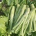 【优选】四川特色棒菜棒棒菜便宜处理欢迎各位老板来电