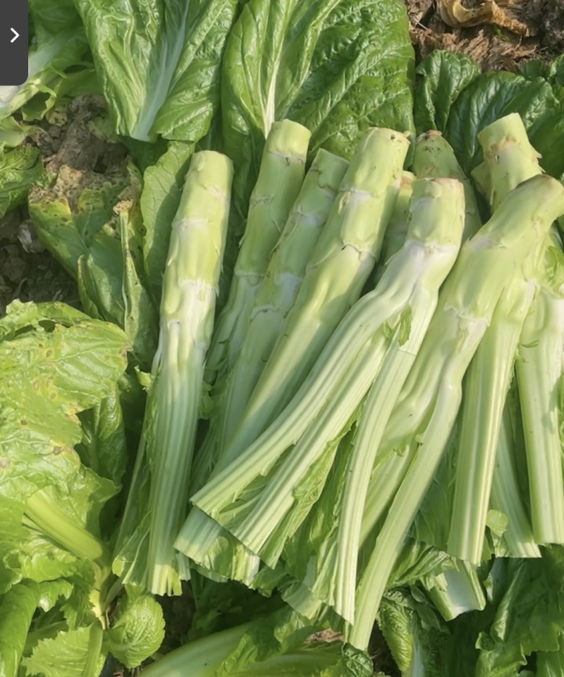 【优选】四川特色棒菜棒棒菜便宜处理欢迎各位老板来电