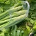【优选】四川特色棒菜棒棒菜便宜处理欢迎各位老板来电