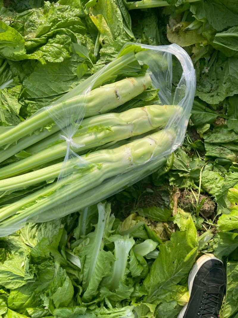 【优选】四川特色棒菜棒棒菜便宜处理欢迎各位老板来电
