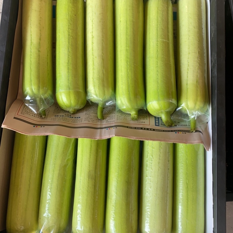 福建大棚白玉丝瓜