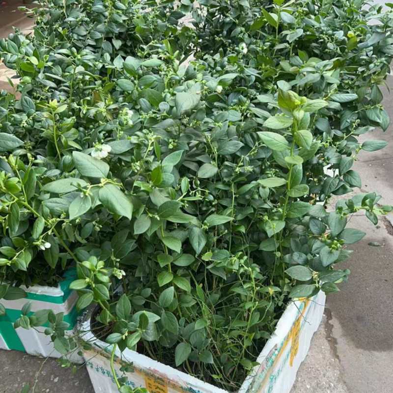 蓝莓树苗，带花发货