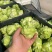四川榨菜头新鲜量大可视频看货欢迎选购