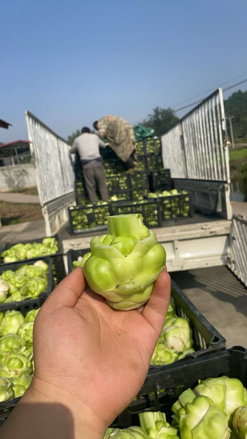 四川榨菜头新鲜量大可视频看货欢迎选购