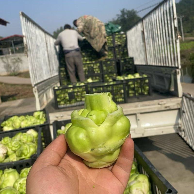 四川榨菜头新鲜量大可视频看货欢迎选购