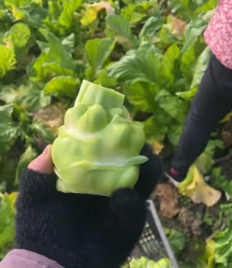 四川榨菜头新鲜量大可视频看货欢迎选购