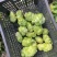 四川榨菜头新鲜量大可视频看货欢迎选购