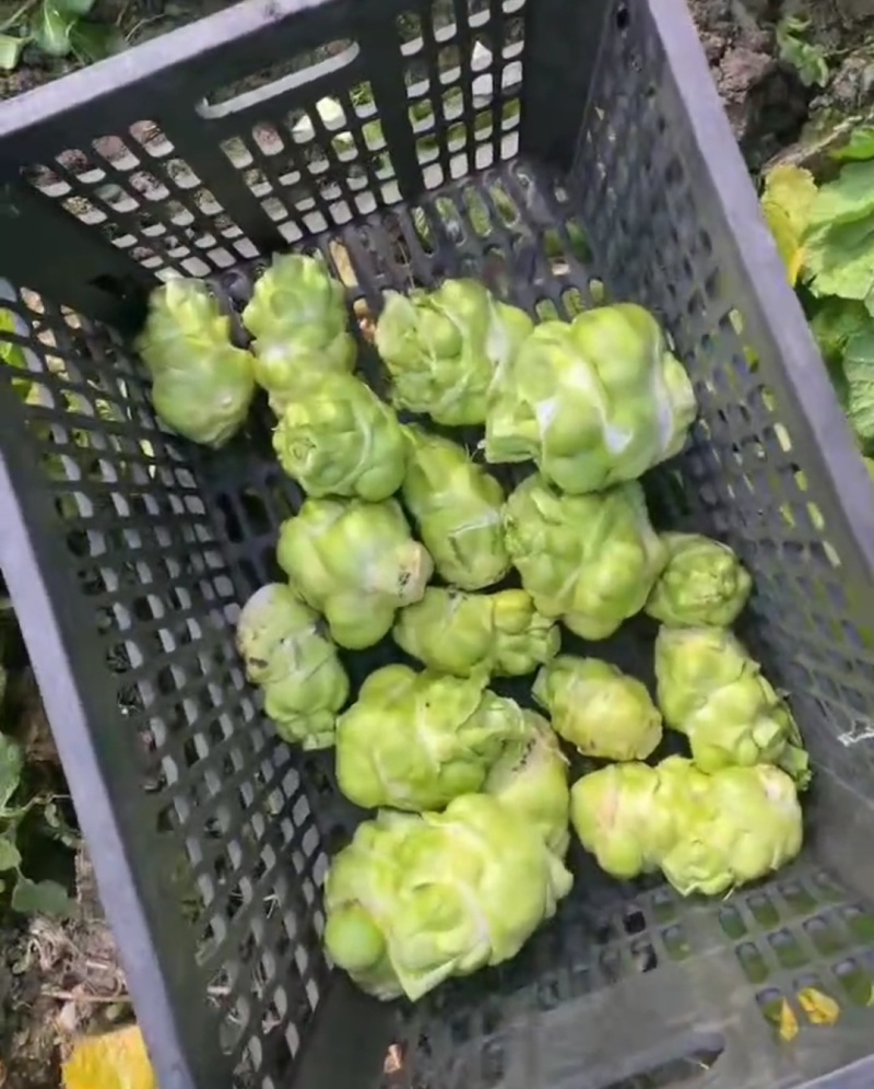 四川榨菜头新鲜量大可视频看货欢迎选购