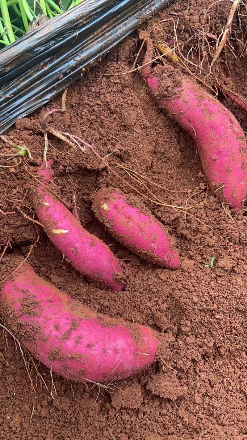 云南红皮高原蜜薯2000亩基地，大量接单中