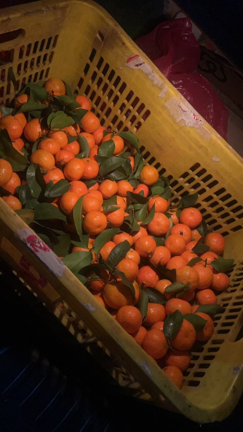 广东清远市清新区沙糖桔大量上市，有需要的可以联系。