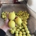 精品广东香水柠檬黄果