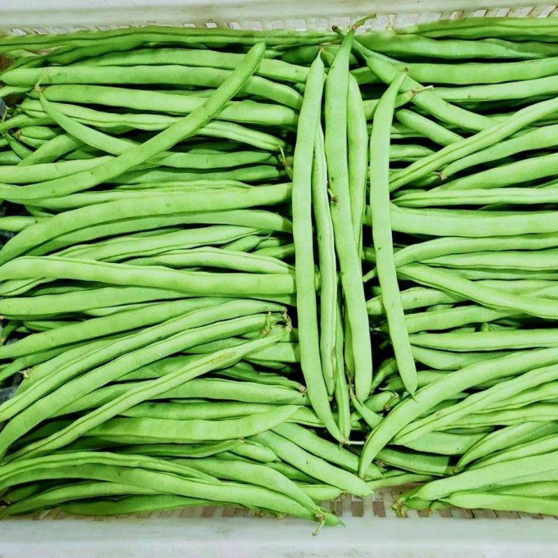 【超低价】云南优质四季豆扁芸豆豆角新鲜四季豆新鲜便宜蔬菜