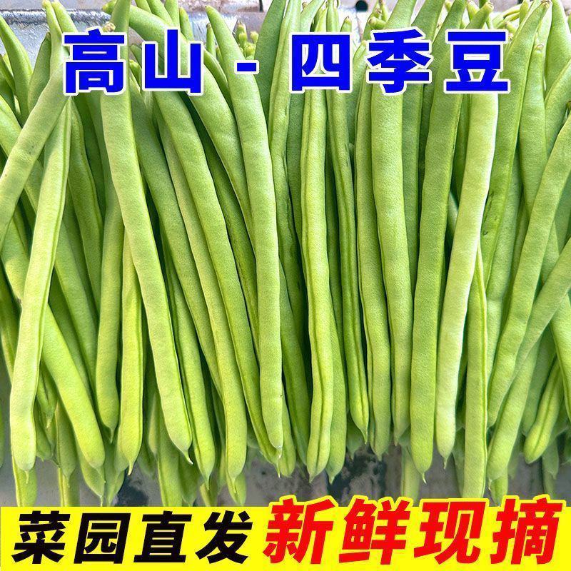【超低价】云南优质四季豆扁芸豆豆角新鲜四季豆新鲜便宜蔬菜
