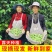 【超低价】云南优质四季豆扁芸豆豆角新鲜四季豆新鲜便宜蔬菜