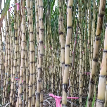 黄金甘蔗