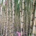 黄金甘蔗
