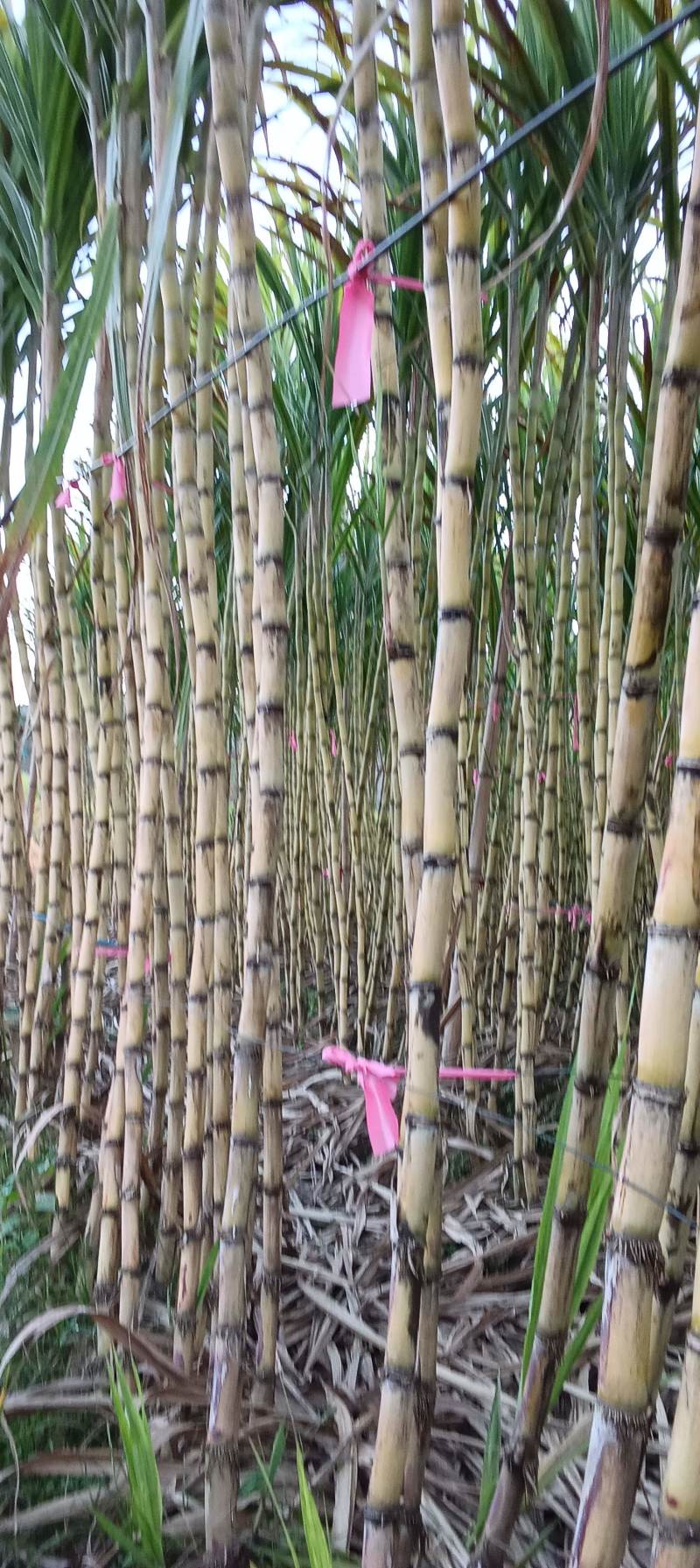 黄金甘蔗