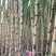 黄金甘蔗