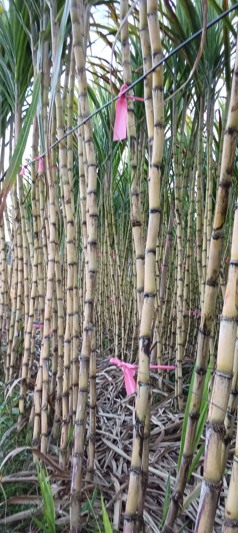 黄金甘蔗