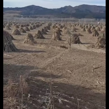 铡段玉米秸秆