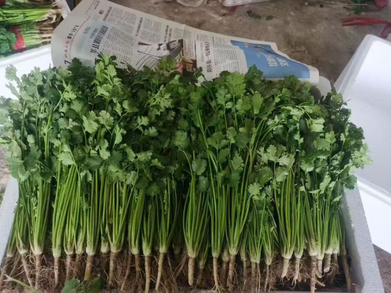 优质铁杆清香菜大量供应！代发全国各地
