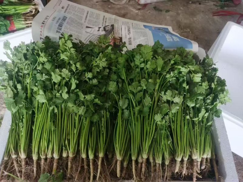优质铁杆清香菜大量供应！代发全国各地