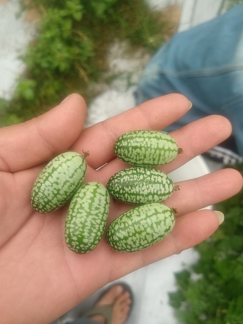海南非凡拇指西瓜