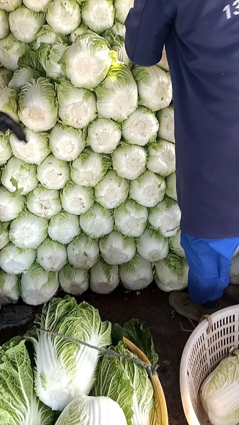 江苏白菜大量供应，