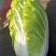 江苏白菜大量供应，