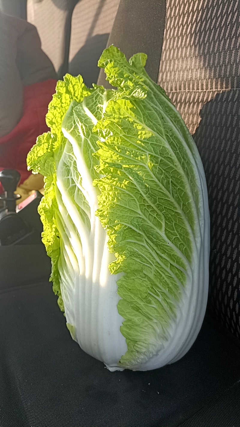 江苏白菜大量供应，