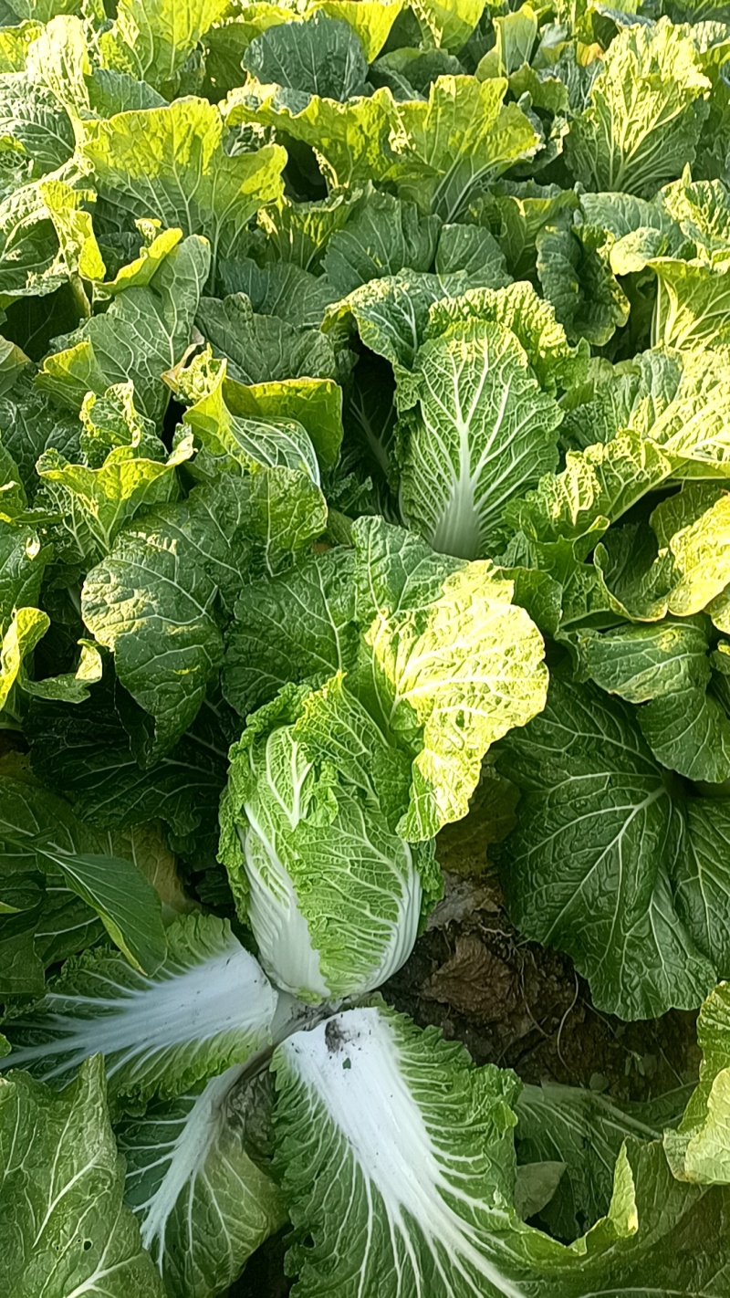 江苏白菜大量供应，