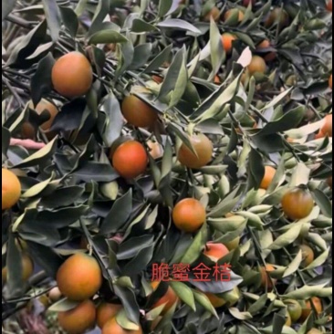 脆蜜金柑，三代大果金桔苗，脆蜜金桔苗，提供技术。