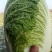 江苏白菜大量供应，