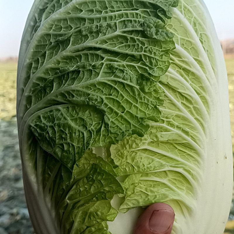 江苏白菜大量供应，