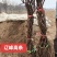 早熟品种辽峰葡萄苗裸根苗营养袋苗基地发货