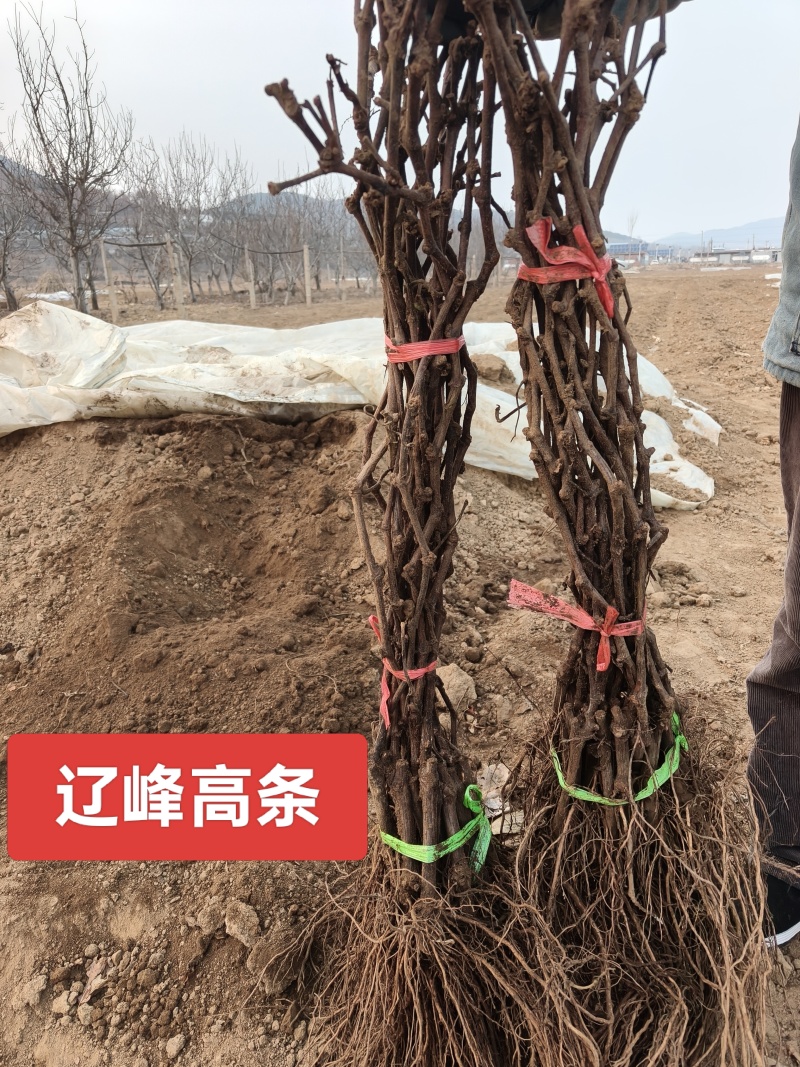 早熟品种辽峰葡萄苗裸根苗营养袋苗基地发货