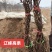 早熟品种辽峰葡萄苗裸根苗营养袋苗基地发货