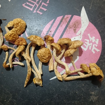 精品去根滑子菇，滑子蘑，福建古田食用菌批发市场
