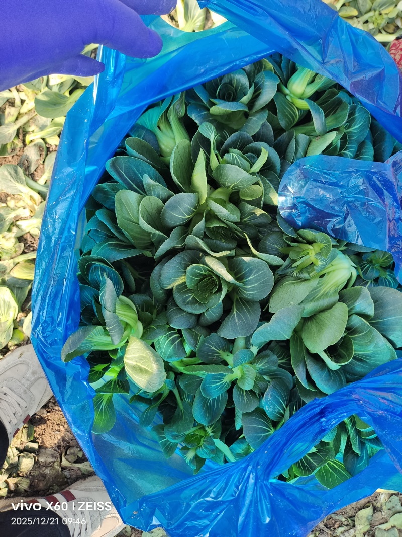 矮脚青，小黑菜，七宝青
