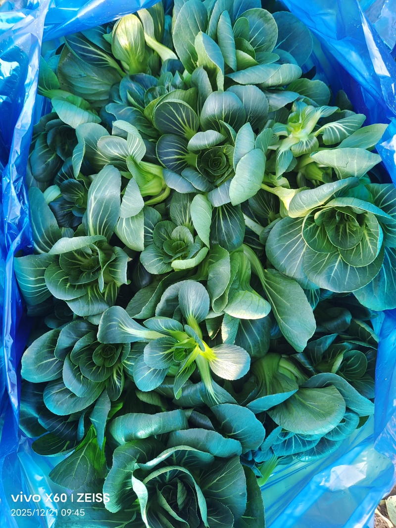 矮脚青，小黑菜，七宝青