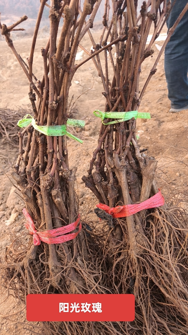 各种规格葡萄苗出售基地直销保证成活率可实地视频看苗