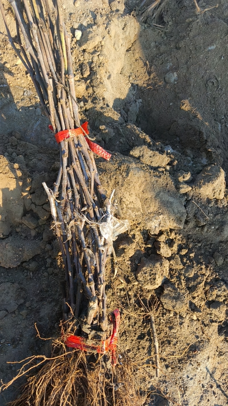 各种规格葡萄苗出售基地直销保证成活率可实地视频看苗