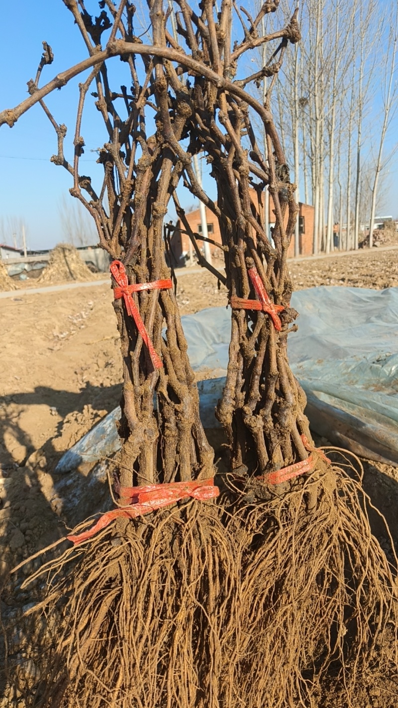 各种规格葡萄苗出售基地直销保证成活率可实地视频看苗