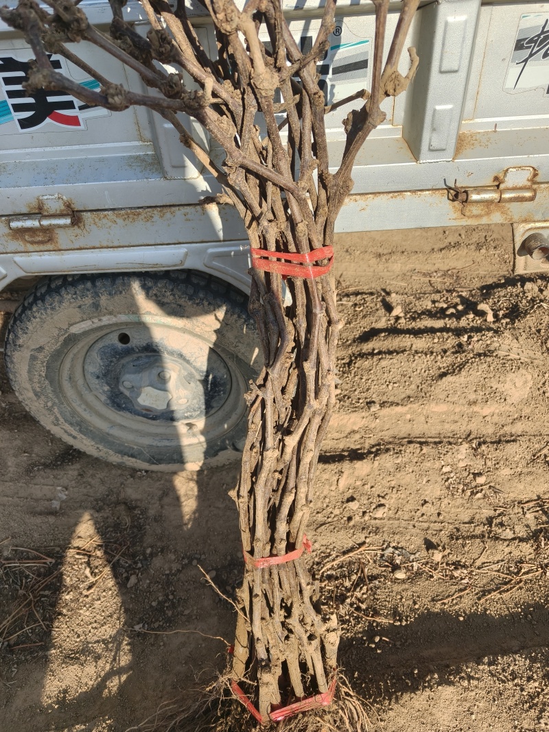各种规格葡萄苗出售基地直销保证成活率可实地视频看苗