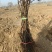 各种规格葡萄苗出售基地直销保证成活率可实地视频看苗