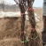 各种规格葡萄苗出售基地直销保证成活率可实地视频看苗