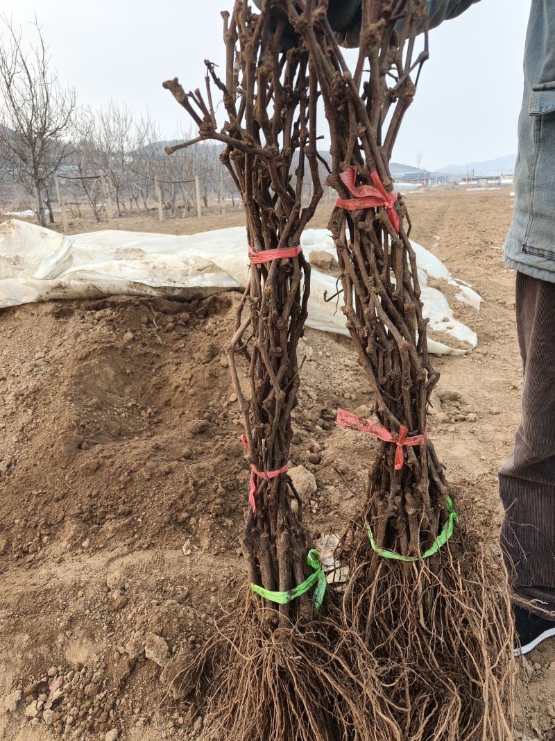 各种规格葡萄苗出售基地直销保证成活率可实地视频看苗