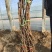 各种规格葡萄苗出售基地直销保证成活率可实地视频看苗