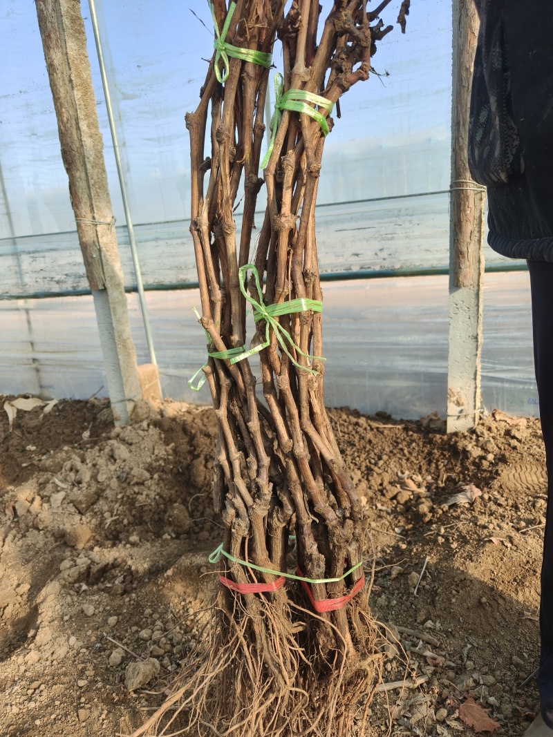 各种规格葡萄苗出售基地直销保证成活率可实地视频看苗